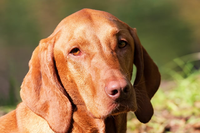 长沙禁养犬种名单评价高的都有哪些