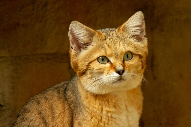 最稀有的宠物猫盘点 荒漠猫上榜,第一是狼人猫