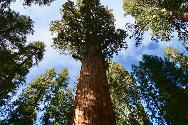 前10最高的树是什么树