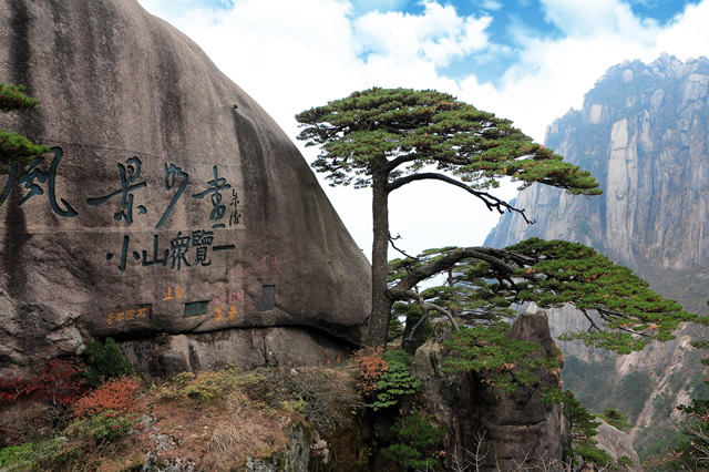 排行前十享誉全球的中国著名古树