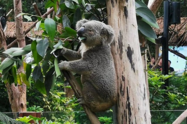 動物界最懶動物盤點 樹懶上榜,第一是考拉