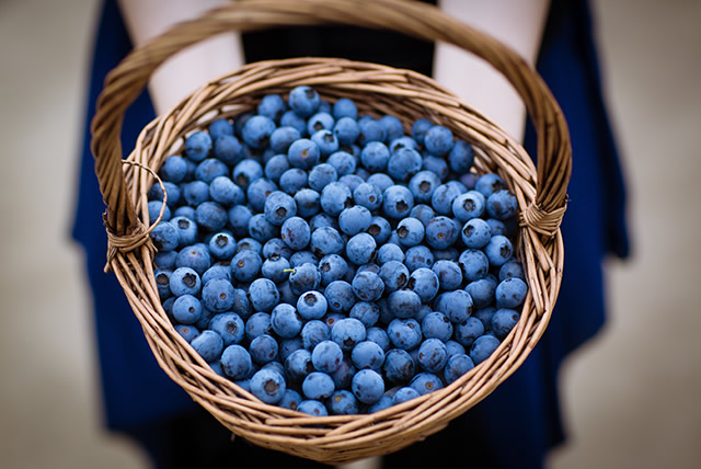十大蓝莓的主要产地在哪里