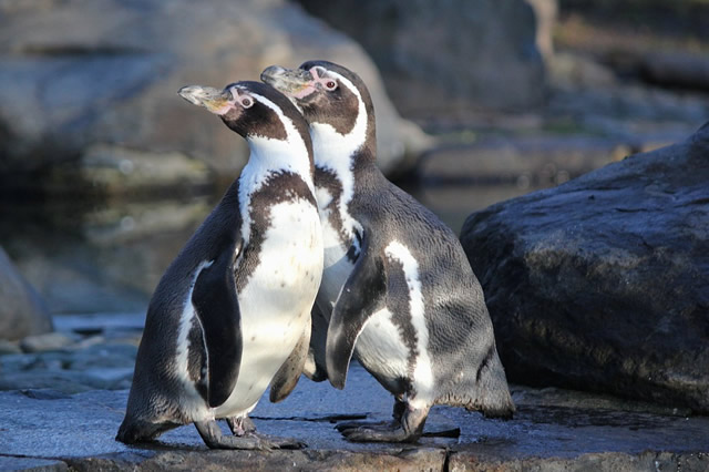 世界十大企鹅种类都有哪些