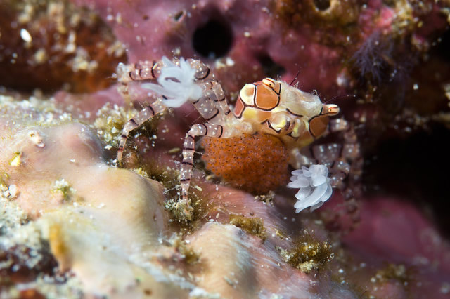 排行前十最奇特的螃蟹