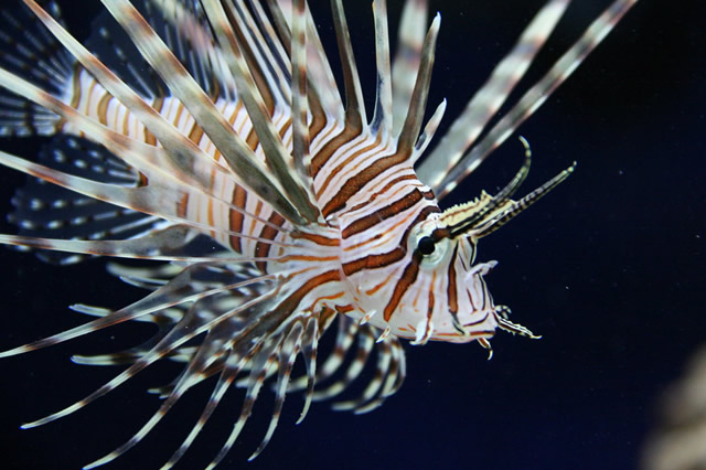 什么海洋动物最危险 上榜,第一是澳大利亚箱形水母