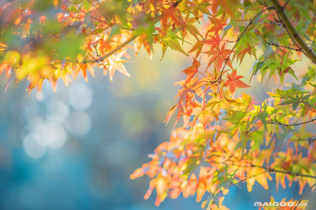 前10广州清明节去哪里玩