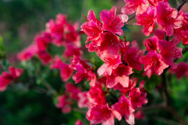 十大中国最美的十种花
