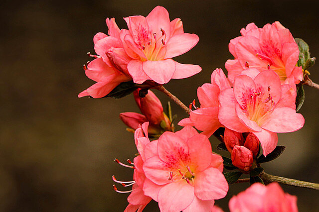 十大中国最美的十种花