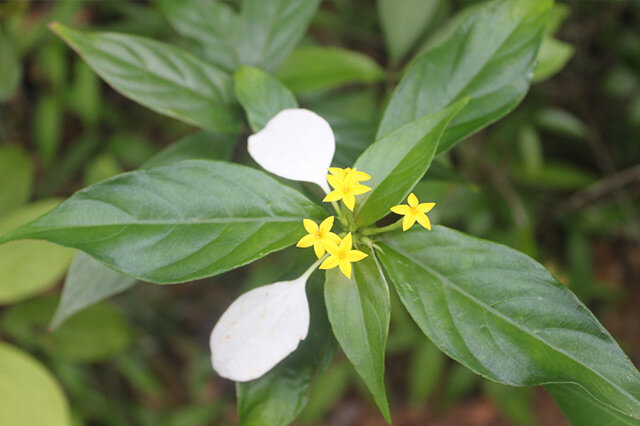 最少见的花盘点 巨魔芋上榜,第一是王莲