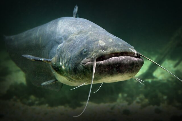 体型最大的鱼类 高首鲟排行第一,亚马逊鲇鱼上榜
