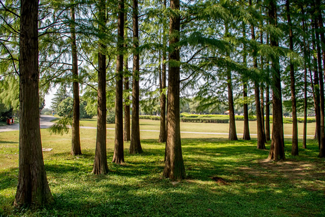 合肥野餐好去處推薦上榜的有： 合肥植物園大蜀山國家森林公園紫蓬山國家森林公園