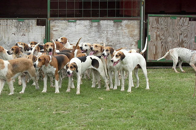 世界十大最好的狩猎犬最新人气排行榜单