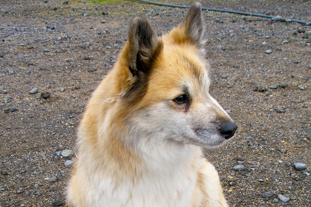 世界十大最厉害的牧羊犬 匈牙利牧羊犬上榜,第一是边境牧羊犬