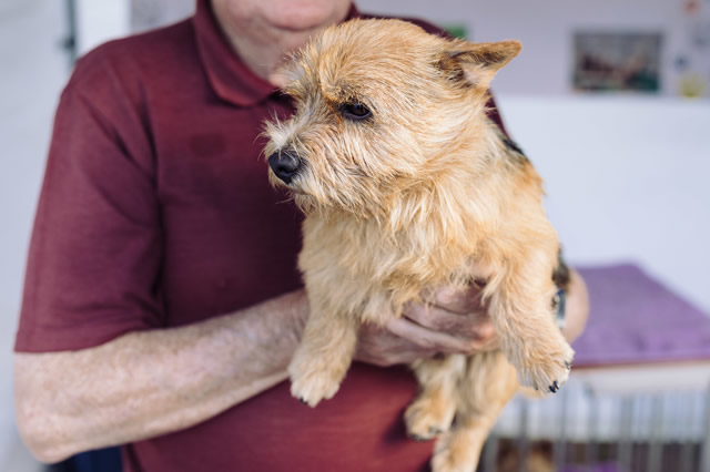 好打理的犬种盘点 西高地白梗上榜,第一是贵宾犬