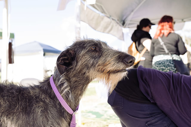 原产自英国出名的狗有哪些上榜的有： 英国斗牛犬英国史宾格犬古代英国牧羊犬