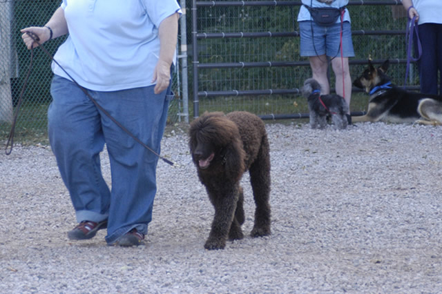 人气榜单前十枪猎犬种类大全