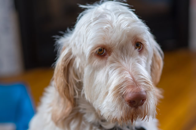 世界上最笨的十种狗狗 阿富汗猎犬排行第一,寻血猎犬上榜