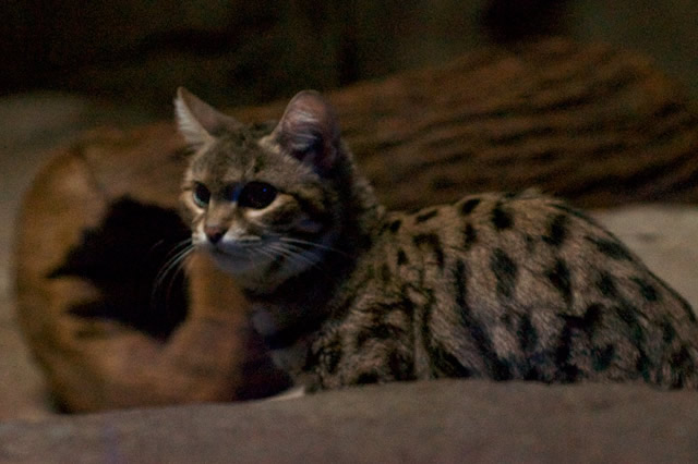 最稀有的宠物猫盘点 荒漠猫上榜,第一是狼人猫