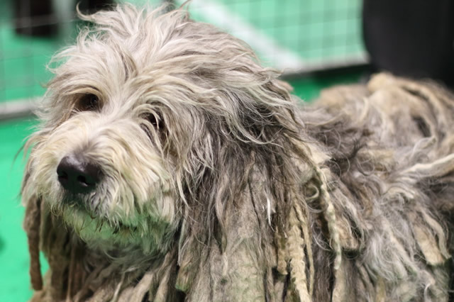 原产自比利时出名的狗有哪些 布鲁塞尔格里芬犬上榜,第一是比利时牧羊犬