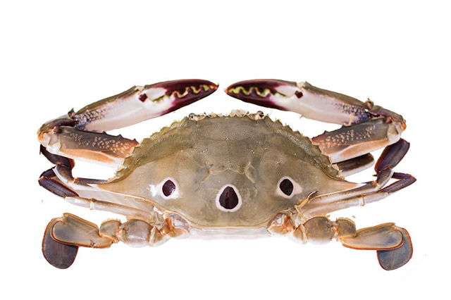 排行前十最大的螃蟹是什么品种