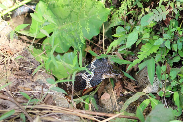 中國的毒蛇排名 金環蛇上榜,第一是銀環蛇