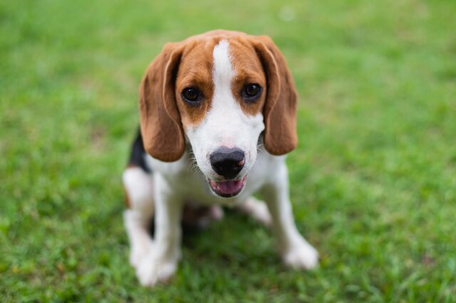 排行前十狩猎犬有哪些