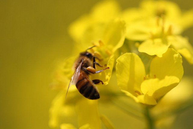 世界十大交配行为奇特的动物盘点 排行第三的是象鼻虫,蜜蜂上榜