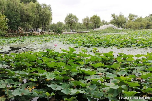 十大哈尔滨节庆旅游去哪里玩好