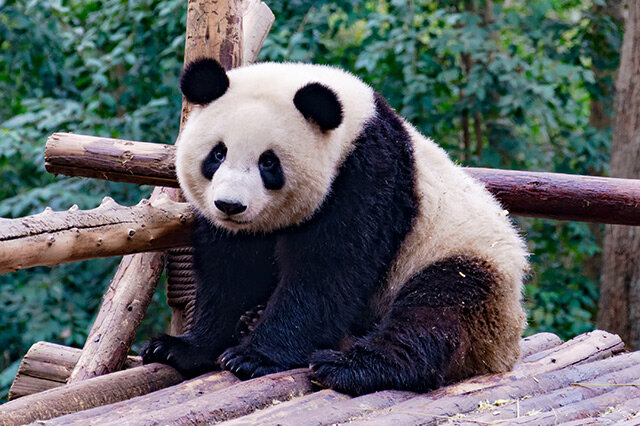 前10中国动物保护区有哪些值得去