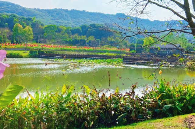 排行前十岳阳春季踏青赏花的地方