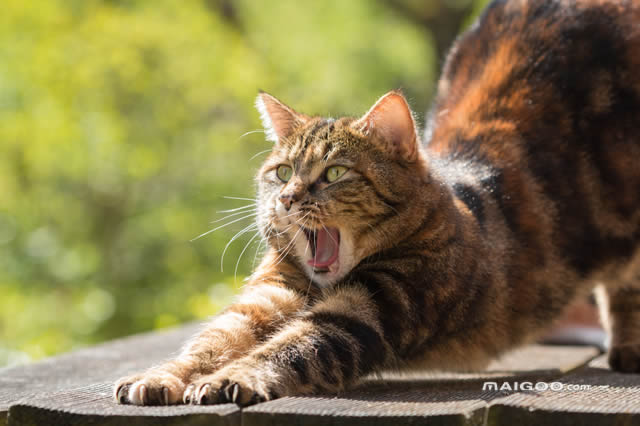 中国本土猫品种介绍 豹猫上榜,第一是狸花猫