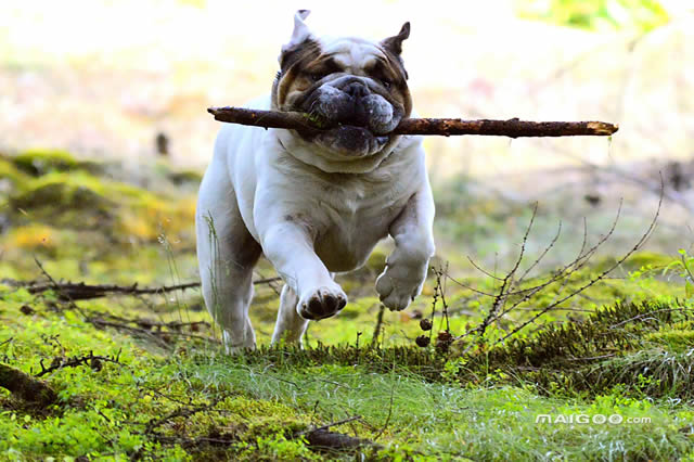 排行前十英国本土特有犬种盘点