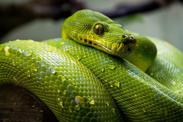 排行前十常見的綠色蛇