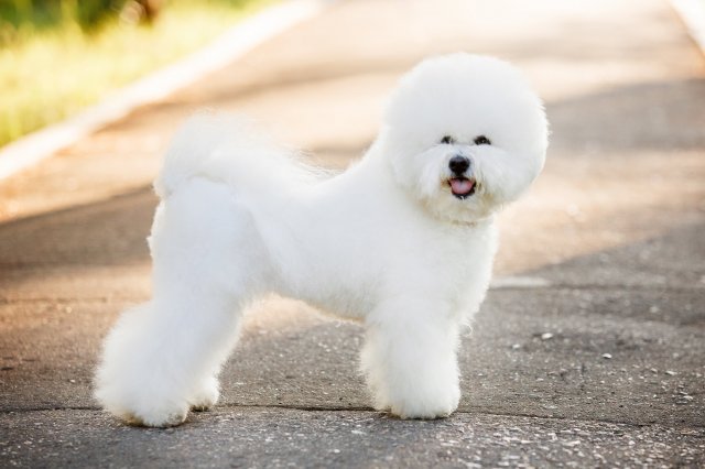 前10西班牙本土特有犬种盘点