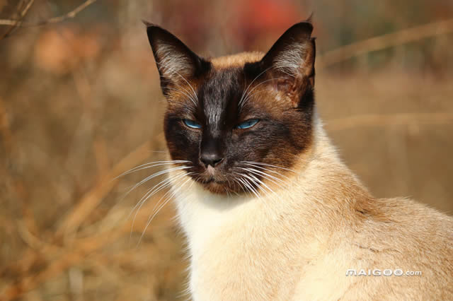 中型宠物猫盘点 波米拉猫上榜,第一是暹罗猫