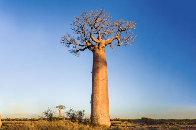 排行前十全球现存树龄最长十棵神树