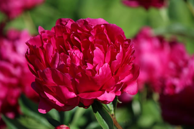 前10洛阳春季踏青赏花的地方