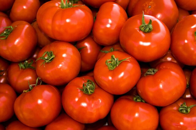 中國哪里盛產番茄2022最新排行榜單公示
