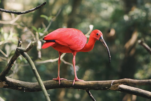 排行前十全球十种红色小鸟