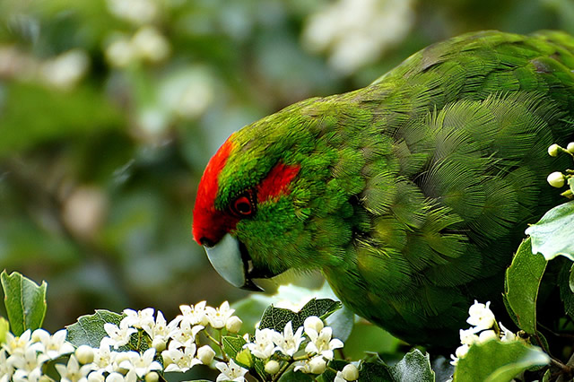 人气榜单前十十种拥有绿色羽毛的鸟