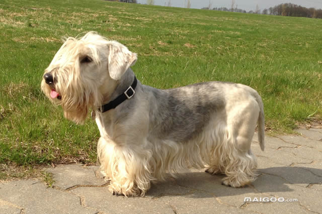 什么品种的狗最会看家 高加索犬上榜,第一是捷克梗