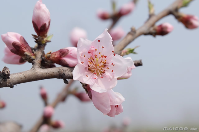 排行前十东莞哪些地方可以赏花