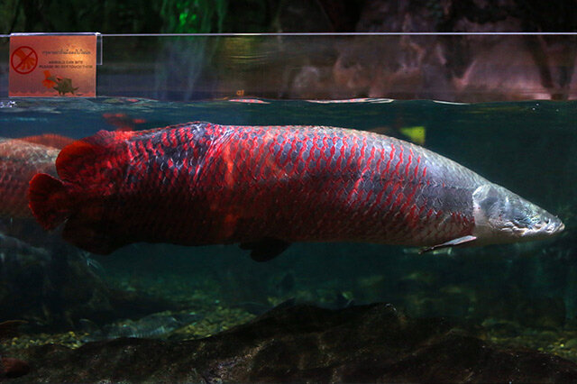 体型最大的鱼类 高首鲟排行第一,亚马逊鲇鱼上榜