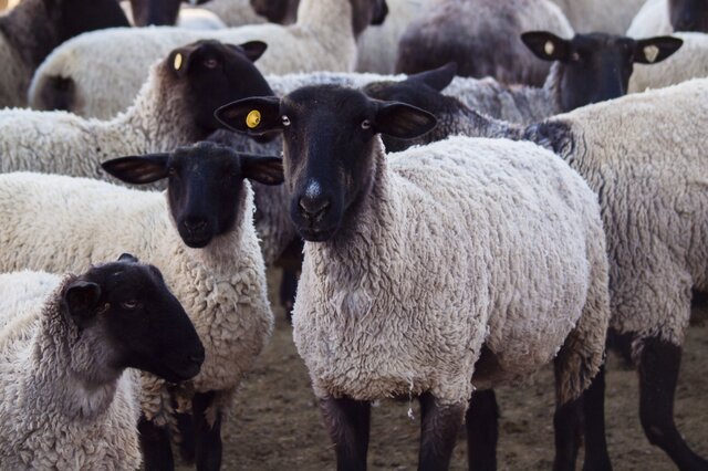 排行前十世界最好的羊品种