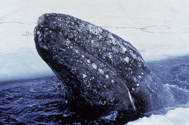 盤點海洋十大珍稀動物 加灣鼠海豚排第一,僧海豹上榜