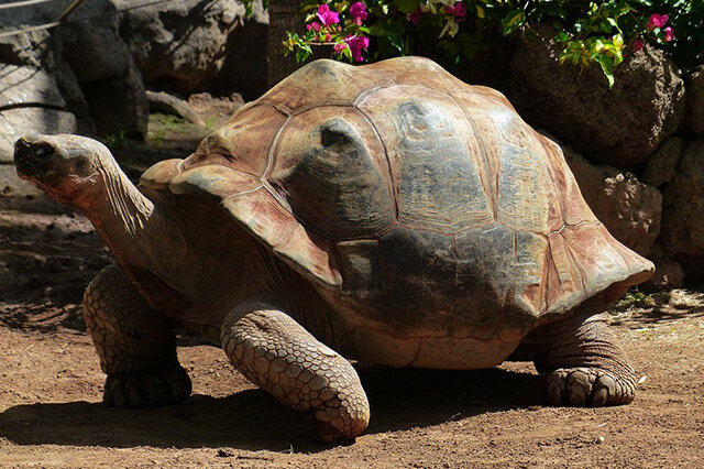 凹甲陆龟仅排第二上榜的有： 印度星龟凹甲陆龟折背龟