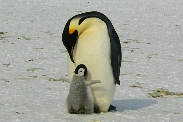 世界十大企鹅种类 帝企鹅排行第一,非洲企鹅上榜
