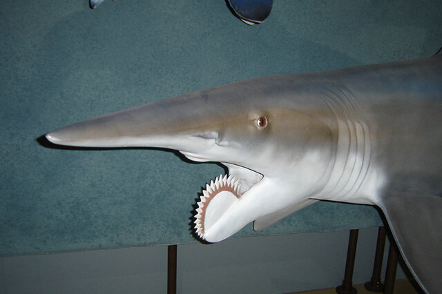 盘点已灭绝的远古巨兽 巨型短面袋鼠上榜,第一是旋齿鲨