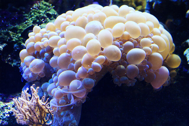 排行前十十大最漂亮的珊瑚