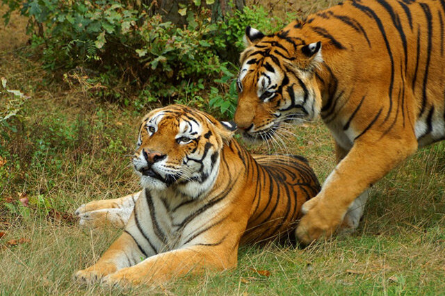 世界十大最危險的貓科動物 孟加拉虎排行第一,遠東豹上榜